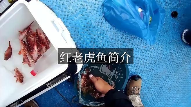 老虎魚老虎魚 老虎魚老虎魚 龍魚百科 第2張