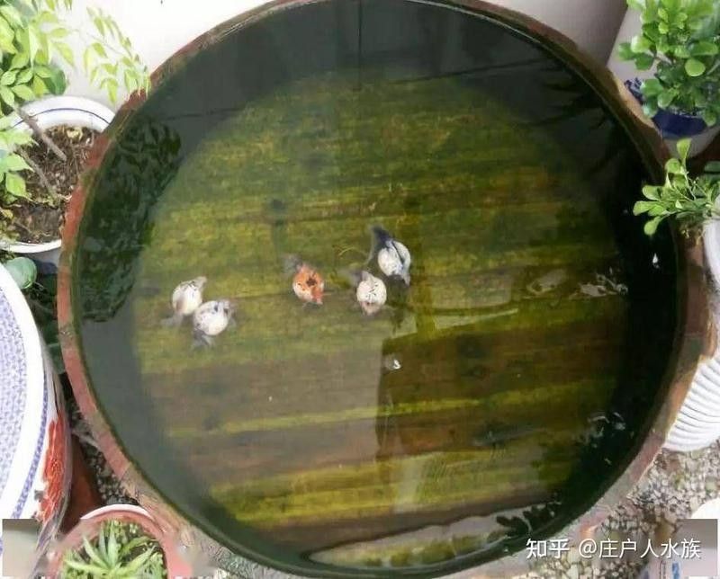龍魚死亡后多久會污染魚缸？ 龍魚死亡后多久會污染魚缸？ 龍魚百科 第2張