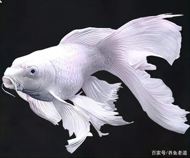 龍魚死亡后多久會污染魚缸？ 龍魚死亡后多久會污染魚缸？ 龍魚百科 第5張