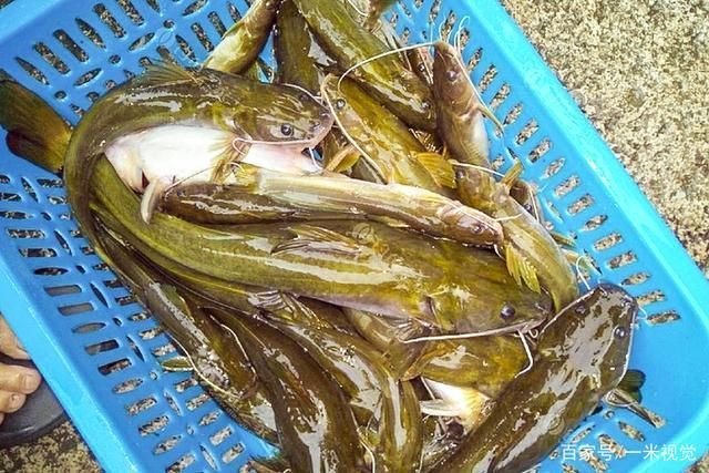 黃龍魚肉質怎么樣好吃：黃龍魚的肉質怎么樣好吃