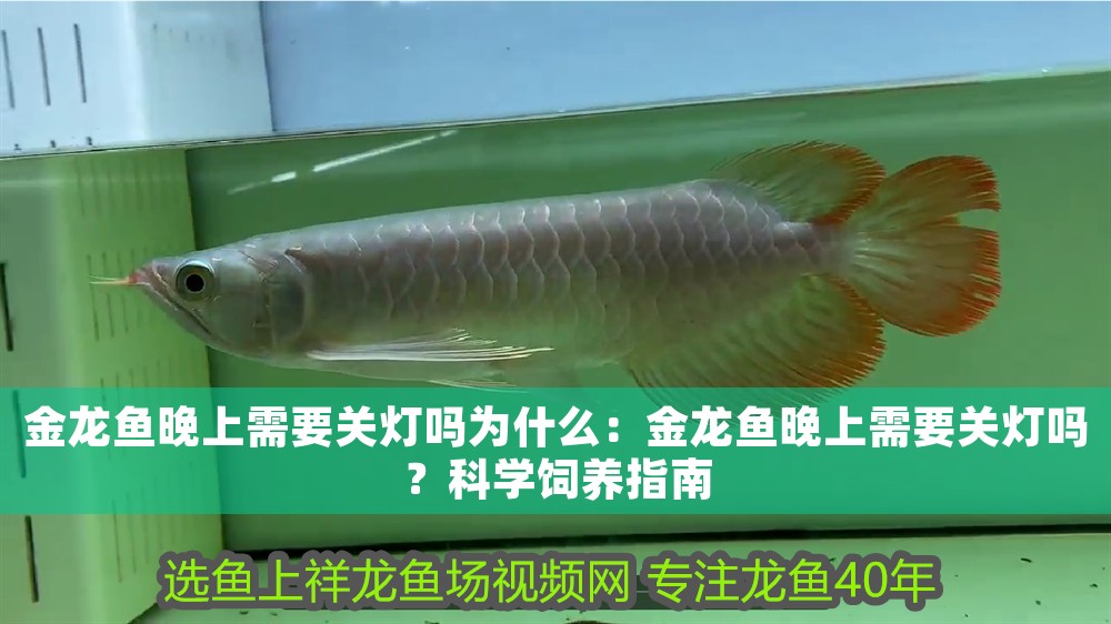 金龍魚晚上需要關燈嗎為什么：金龍魚晚上需要關燈嗎？科學飼養指南