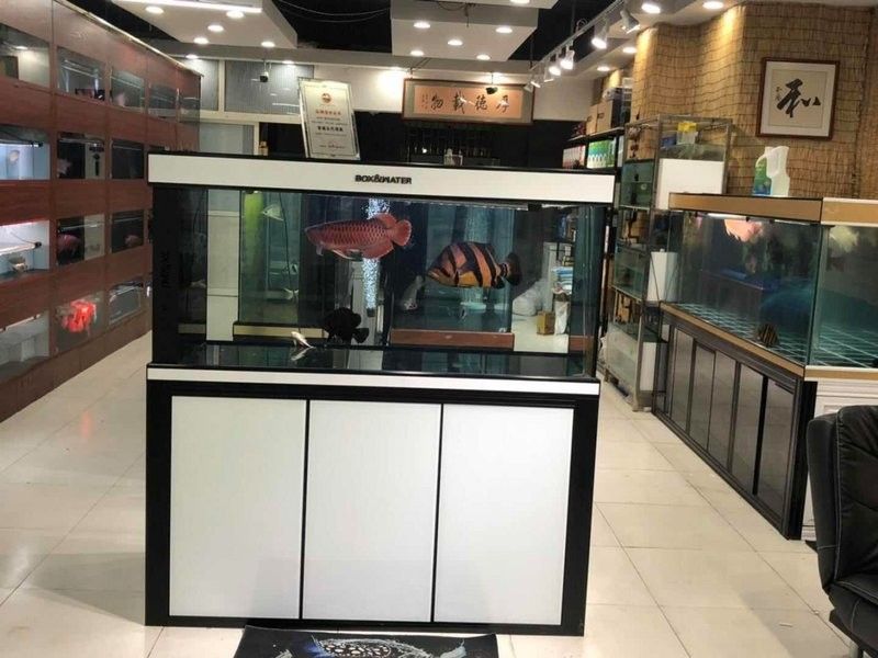 青島龍魚在哪賣的多啊