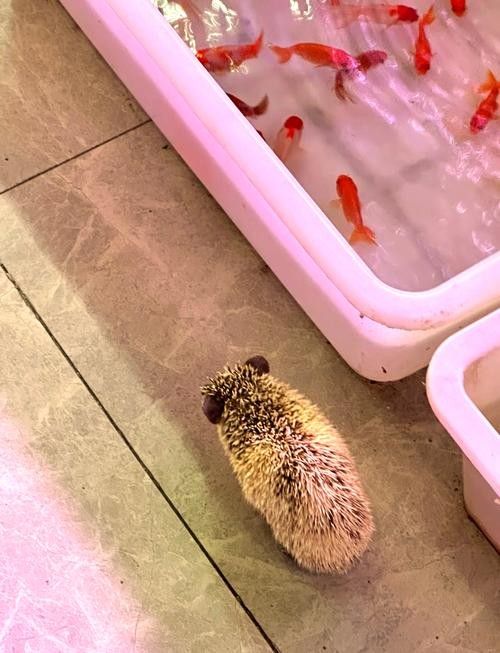青島龍魚在哪賣的多啊