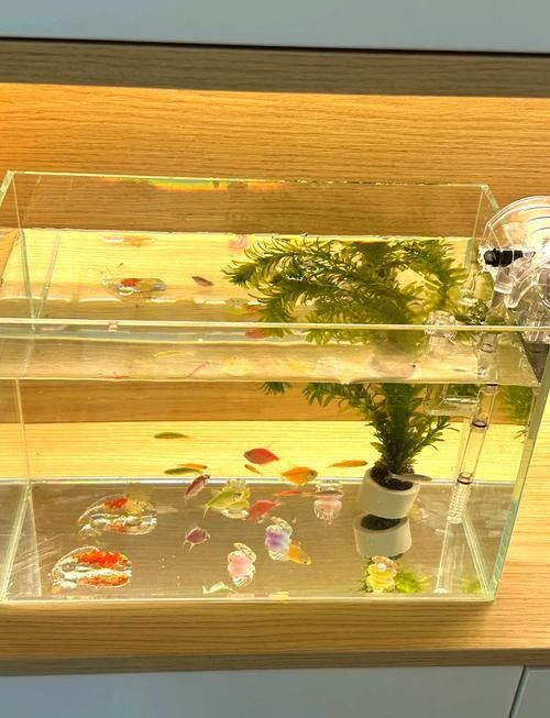 青島龍魚在哪賣的多啊