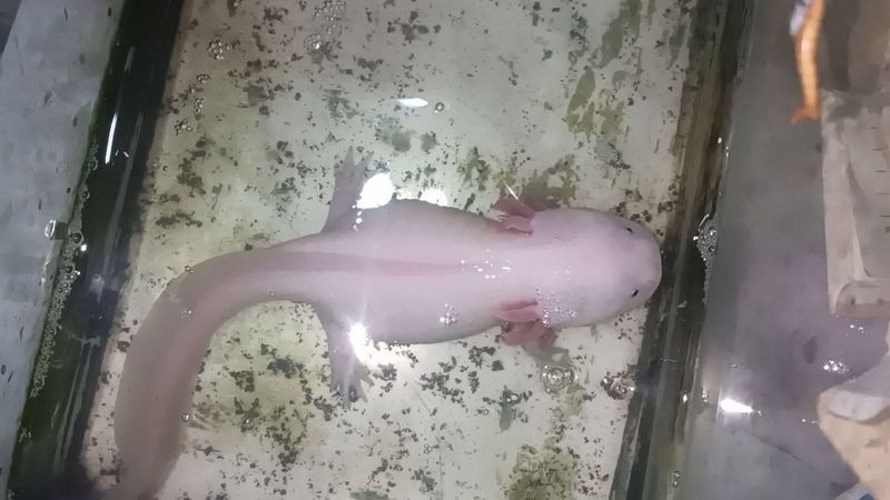 六角恐龍魚吃多少面包蟲