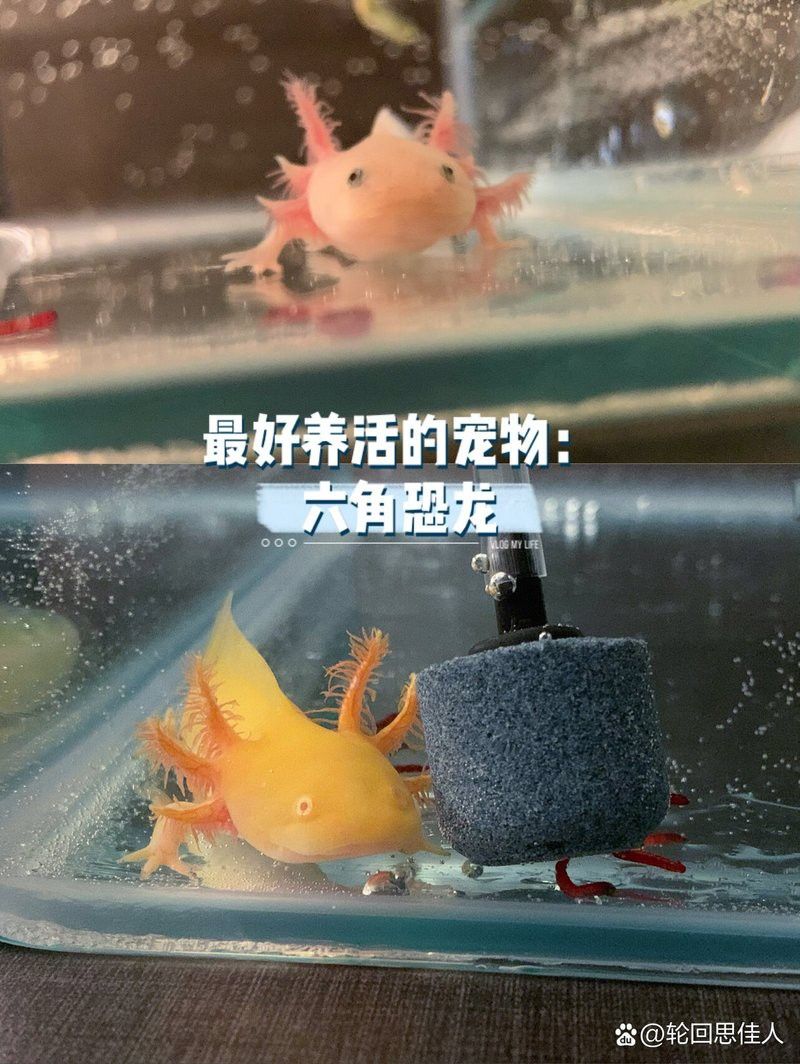 六角恐龍魚吃多少面包蟲