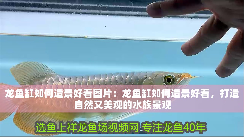 龍魚缸如何造景好看圖片：龍魚缸如何造景好看，打造自然又美觀的水族景觀