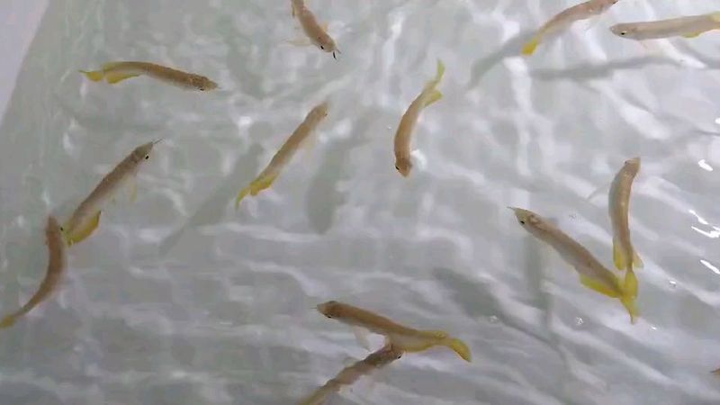 金頭金龍和古典金龍哪個更適合新手？