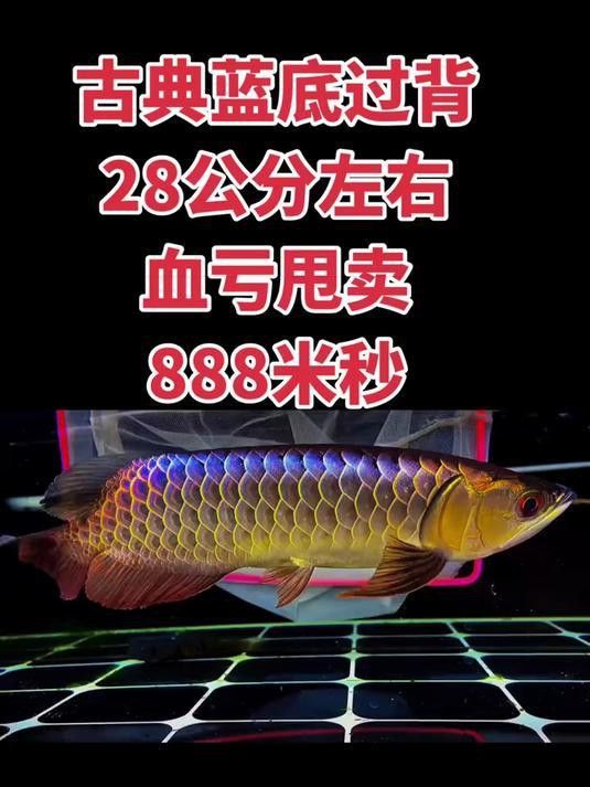 金頭金龍和古典金龍哪個更適合新手？