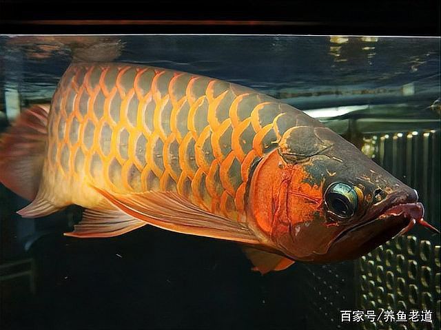 龍魚(yú)爛鰭爛尾手術(shù)成功率高嗎？