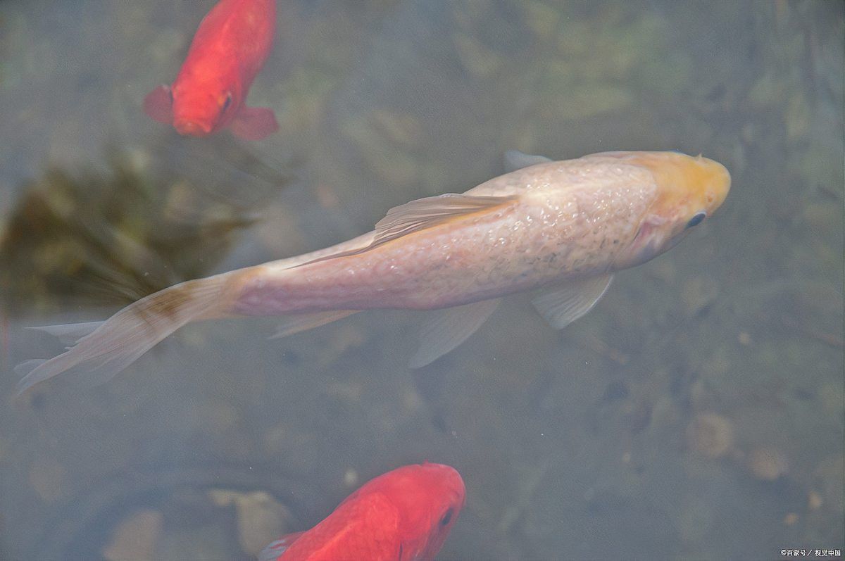 龍魚(yú)爛鰭爛尾手術(shù)成功率高嗎？