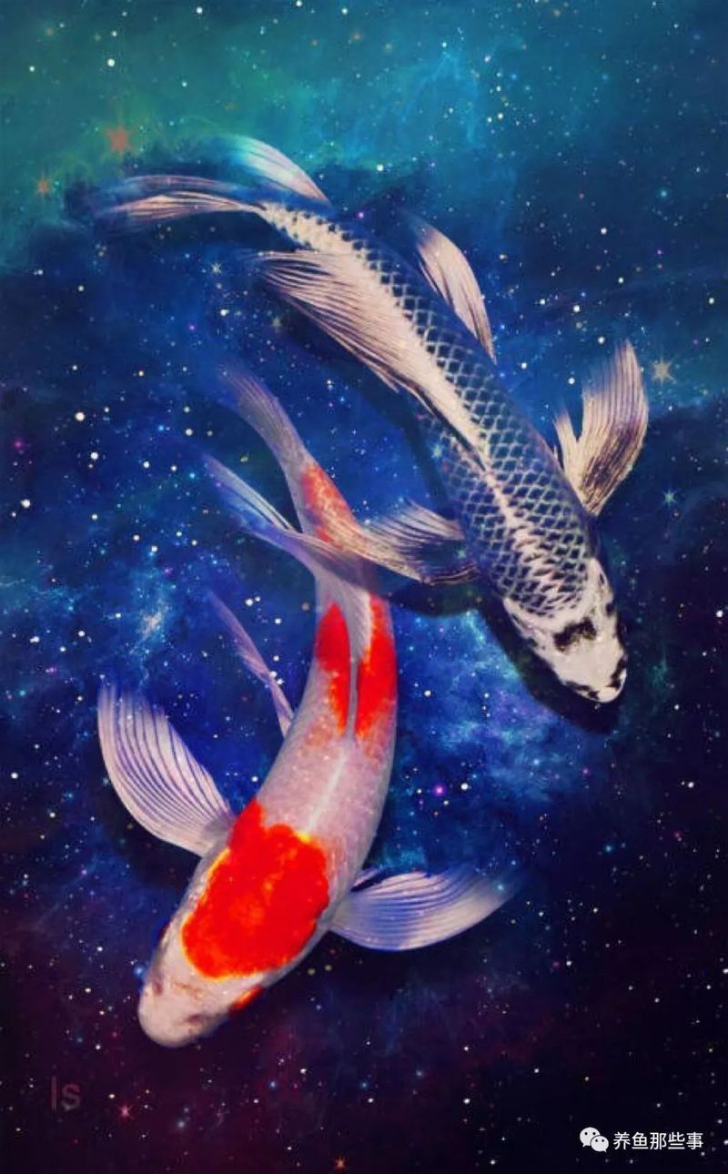 金魚(yú)身上潰爛能自愈嗎