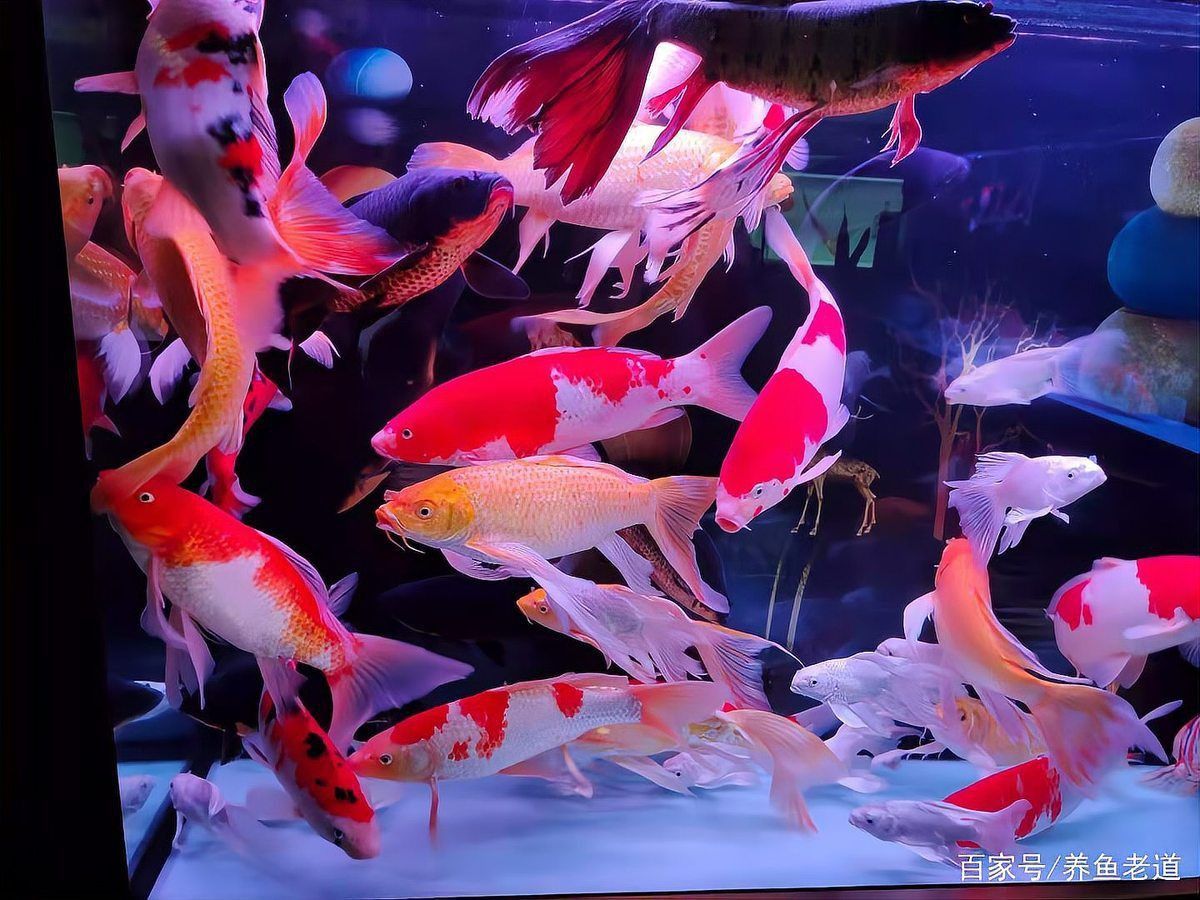 金魚(yú)身上潰爛能自愈嗎