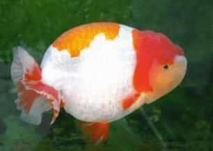 喂龍魚的小魚怎么消毒亞甲基藍：喂龍魚的小魚怎么消毒