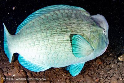 菠蘿魚能和龍魚混養嗎：關于菠蘿魚和龍魚混養的問題