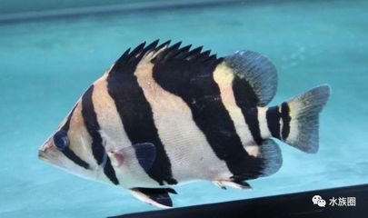 巨暴魚可以和龍魚混養嗎：巨暴魚與龍魚混養的成功案例，