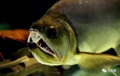 巨暴魚可以和龍魚混養嗎：巨暴魚與龍魚混養的成功案例，
