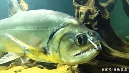 巨暴魚可以和龍魚混養嗎：巨暴魚與龍魚混養的成功案例，
