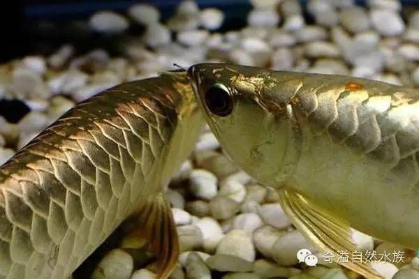 霸王金龍魚飼養(yǎng)方法霸王金龍魚飼養(yǎng)方法霸王金龍魚飼養(yǎng)方法：霸王金金龍魚的飼養(yǎng)方法