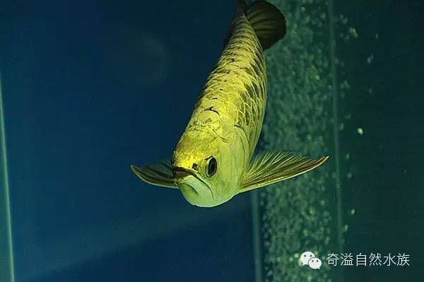 霸王金龍魚飼養(yǎng)方法霸王金龍魚飼養(yǎng)方法霸王金龍魚飼養(yǎng)方法：霸王金金龍魚的飼養(yǎng)方法