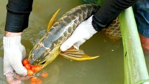 霸王金龍魚飼養(yǎng)方法霸王金龍魚飼養(yǎng)方法霸王金龍魚飼養(yǎng)方法：霸王金金龍魚的飼養(yǎng)方法