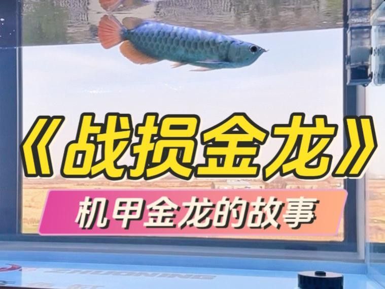 古典金龍七鰭的常見疾病有哪些？