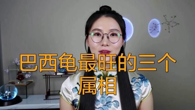 屬鼠的人養什么龜最旺運？ 屬鼠的人養什么龜最旺運？ 龍魚百科 第2張