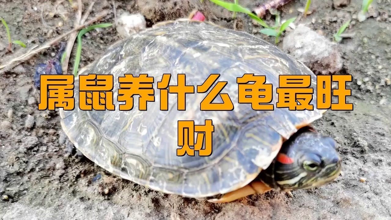 屬鼠的人養什么龜最旺運？ 屬鼠的人養什么龜最旺運？ 龍魚百科 第1張