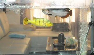 龍魚養(yǎng)殖基地哪個省最好呢，廣東省是中國最適合養(yǎng)殖龍魚的省份