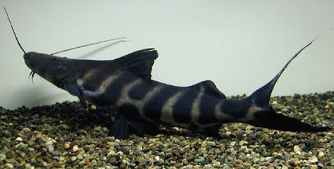 斑馬鴨嘴魚和龍魚混養：斑馬鴨嘴魚和龍魚可以混養嗎