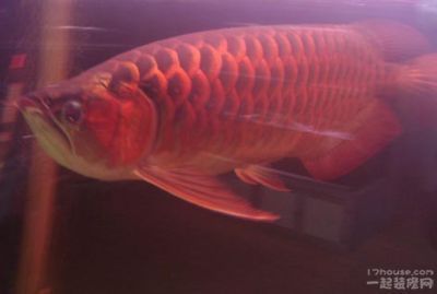 紅龍魚飼料自制方法紅龍魚發色關鍵因素紅龍魚發色關鍵因素