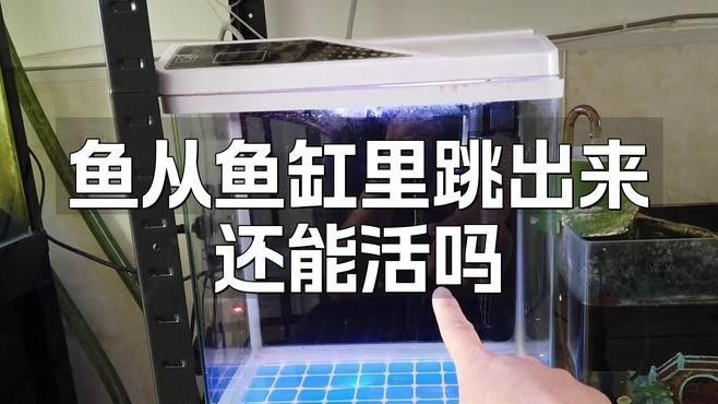 龍魚跳缸后多久會死亡 龍魚跳缸后多久會死亡 龍魚百科 第1張