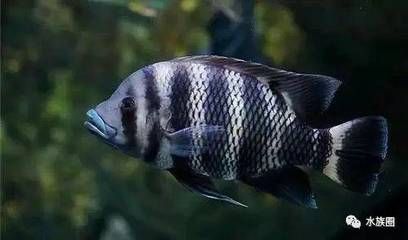 龍魚搭配帝王三間好養嗎：如何判斷龍魚和帝王三間魚的狀態