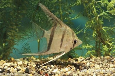 龍魚搭配帝王三間好養嗎：如何判斷龍魚和帝王三間魚的狀態