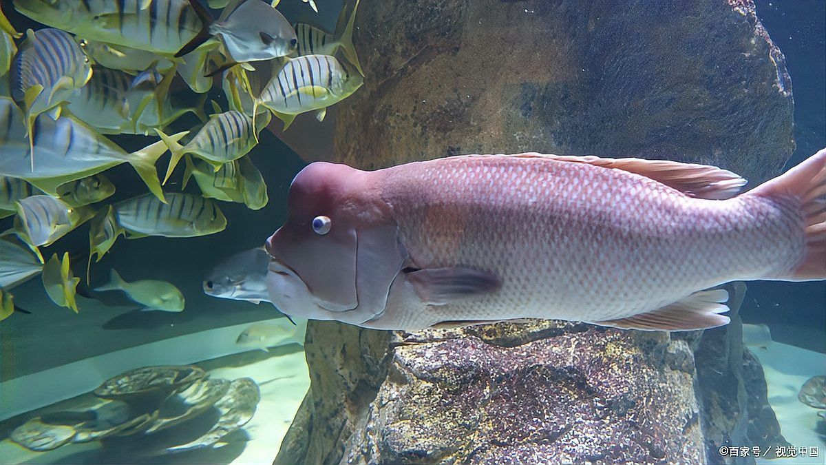 地圖魚和龍魚混養需要多久換一次水？
