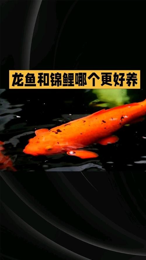 龍魚和錦鯉哪個更適合新手飼養(yǎng)？
