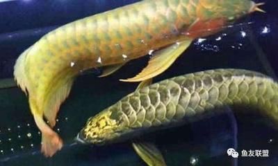 龍魚(yú)抱卵的處理方法（龍魚(yú)抱卵不及時(shí)處理，可能會(huì)導(dǎo)致龍魚(yú)因內(nèi)部壓力過(guò)大而死亡）