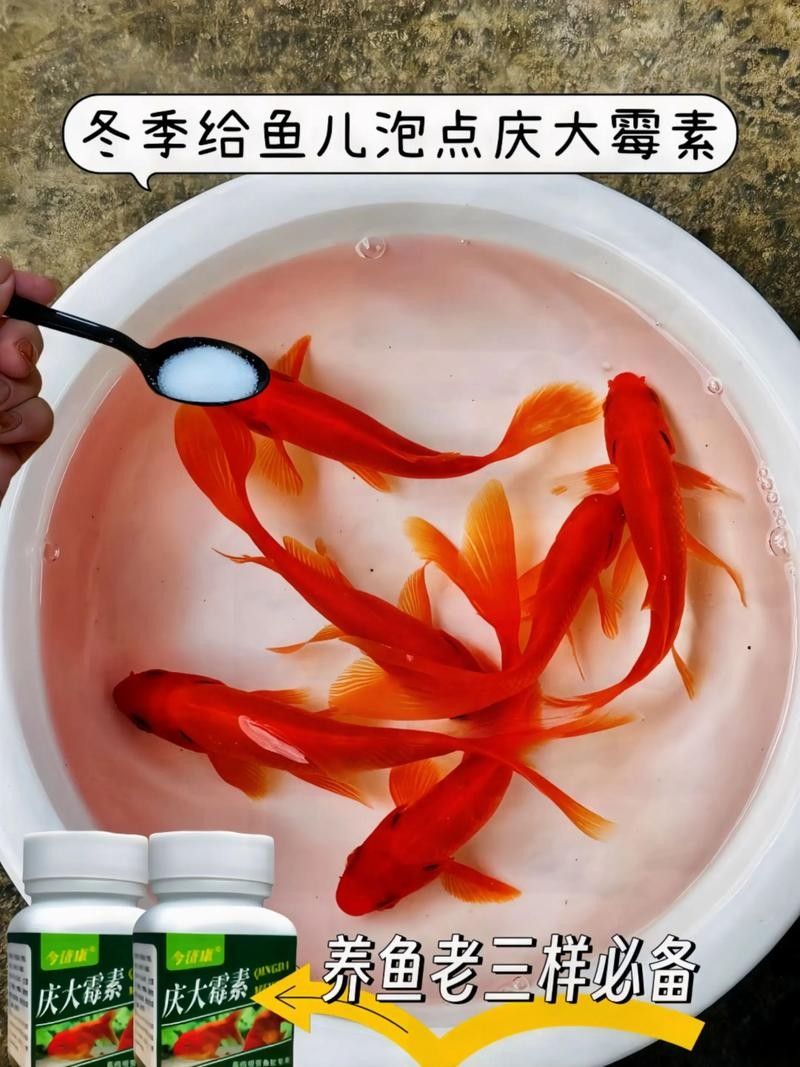 龍魚爛尾爛嘴怎么治療方法圖片