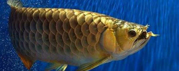 龍魚張嘴不吃食物：如何判斷龍魚是否缺氧，改善龍魚水質的具體步驟