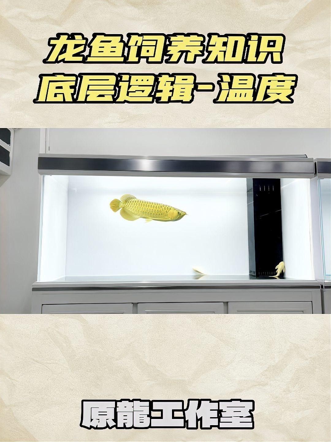 龍魚的水溫控制在多少度最佳？