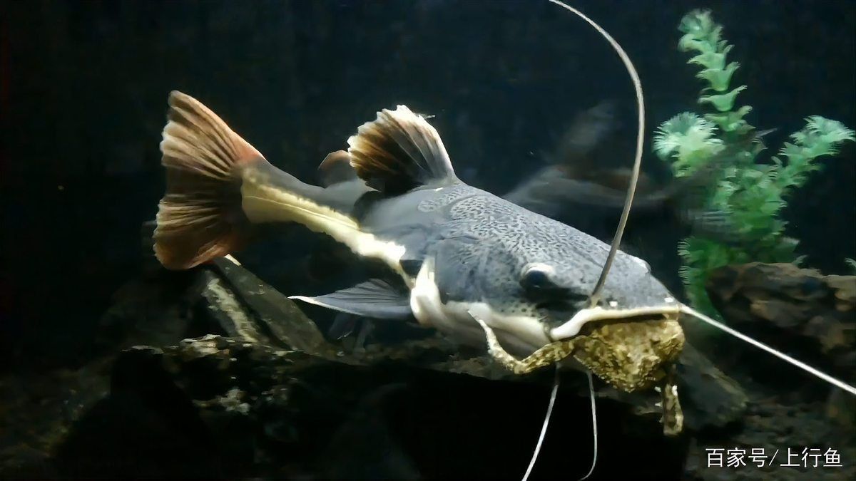 貓魚共養有哪些禁忌？