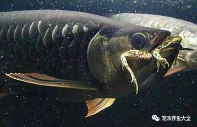 喂龍魚吃泥鰍要注意什么問題：喂龍魚吃泥鰍的注意事項