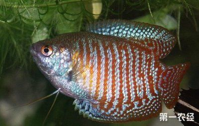 寵物觀賞魚常見的品種圖片：一些常見的寵物觀賞魚品種及其圖片