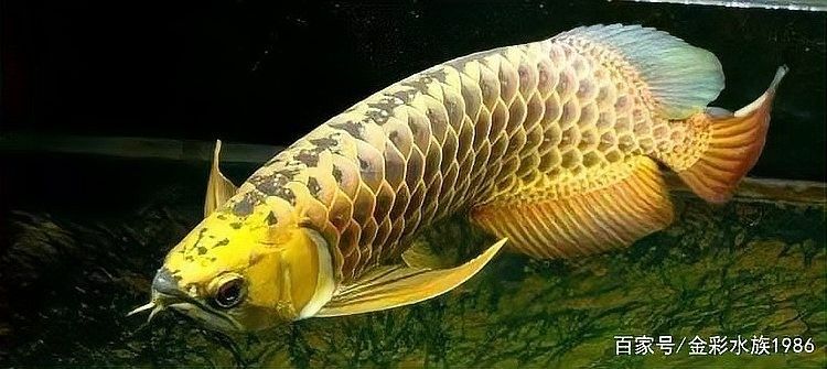 龍魚繁殖難度大嗎？