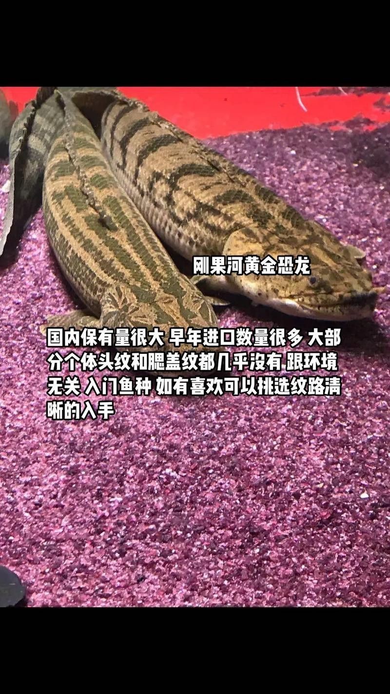恐龍魚的特點(diǎn) 恐龍魚的特點(diǎn) 龍魚百科 第6張