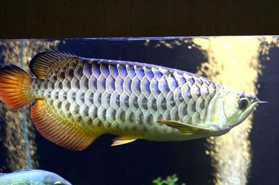 金龍魚 過背：金龍魚過背什么意思
