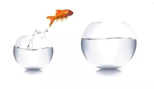 龍魚趴缸多久能恢復正常活動了 龍魚趴缸多久能恢復正常活動了 龍魚百科 第6張
