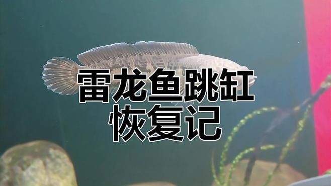 龍魚趴缸多久能恢復正常活動了