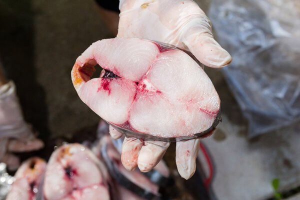 金龍魚保質(zhì)期多久2年了還能吃嗎