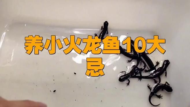 小火龍魚吃什么食物？